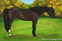 Horse Color:Gray Bay  and Gray Black 