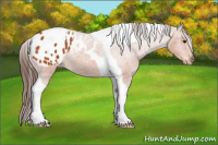 Horse Color:Bay Tobiano Appaloosa 