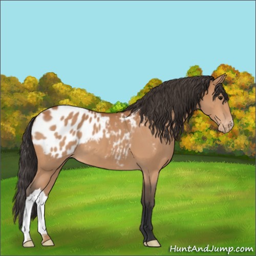 Horse Color:Bay Appaloosa 