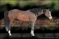 Horse Color:Bay Splash 