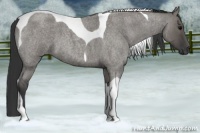 Horse Color:Grullo Roan Tobiano 