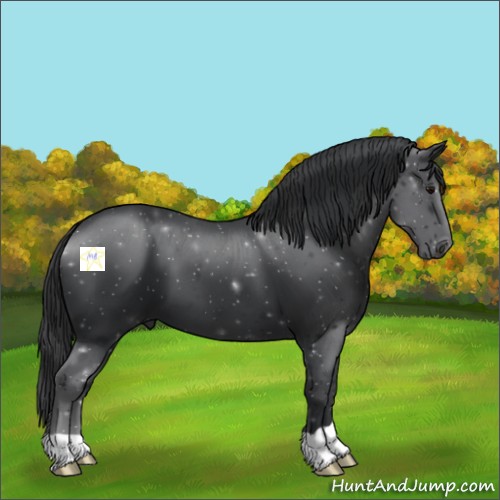 Horse Color:Black 