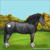 Horse Color:Black 