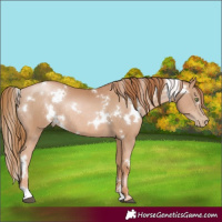 Horse Color:White Spotted Chestnut Pearl Rabicano 