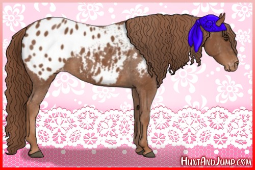 Horse Color:Chestnut Appaloosa 