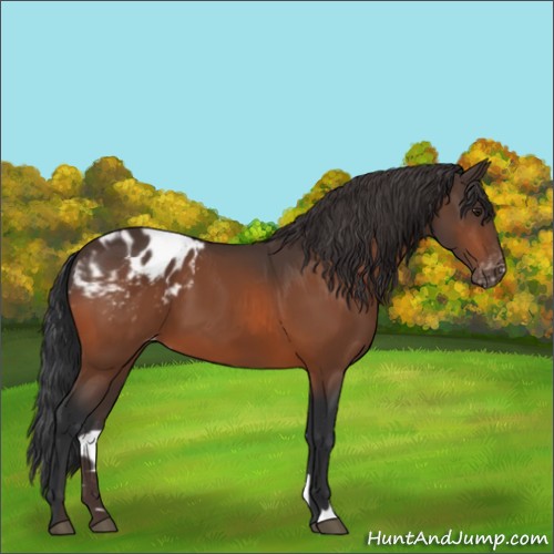 Horse Color:Brown Appaloosa