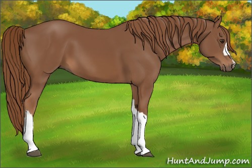 Horse Color:Chestnut 