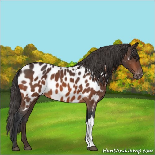 Horse Color:Bay Appaloosa 