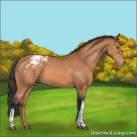 Horse Color:Bay Appaloosa 