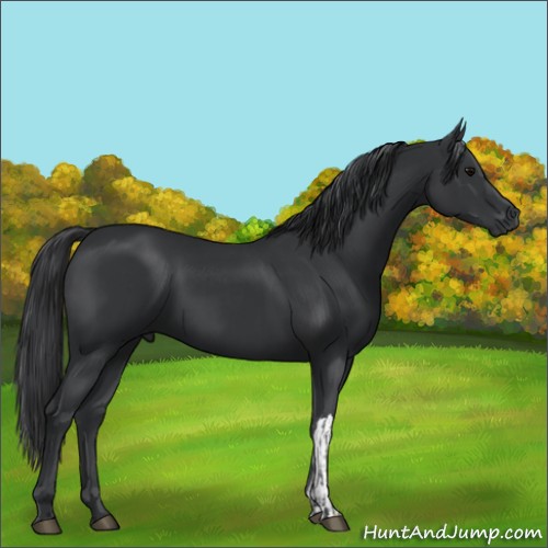 Horse Color:Black and Black