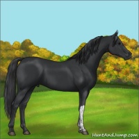 Horse Color:Black  and Black 