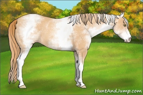 Horse Color:White Spotted Gold Champagne Rabicano