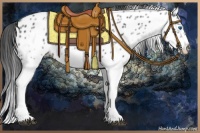 Horse Color:White Spotted Blue Roan Splash Frame Appaloosa