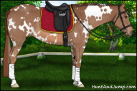 Horse Color:White Spotted Chestnut Sabino