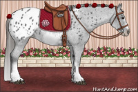 Horse Color:White Spotted Blue Roan Splash Frame Appaloosa