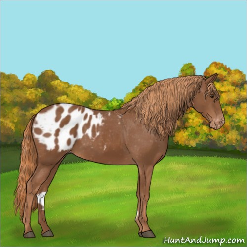 Horse Color:Chestnut Appaloosa