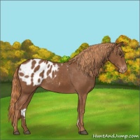 Horse Color:Chestnut Appaloosa 