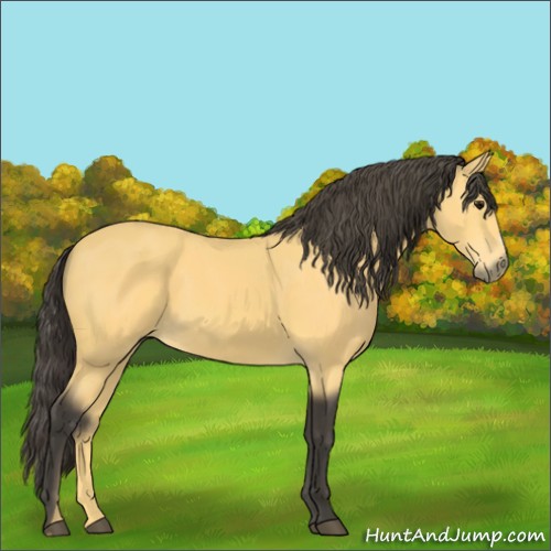 Horse Color:Buckskin 