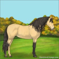 Horse Color:Buckskin 