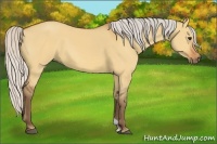 Horse Color:Silver Bay Dun 