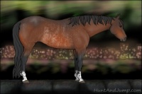 Horse Color:Bay Rabicano  and Bay Rabicano 