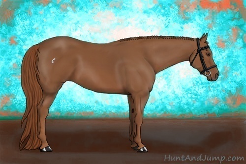Horse Color:Chestnut 