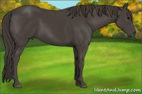 Horse Color:Smoky Black 