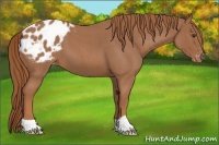 Horse Color:Red Roan Appaloosa 