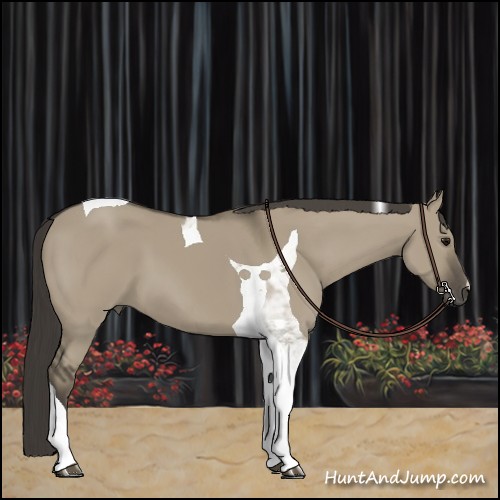 Horse Color:Smoky Grullo Tobiano