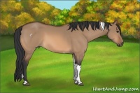 Horse Color:Bay Dun Tobiano Rabicano 