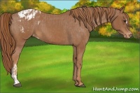 Horse Color:Chestnut Appaloosa and Chestnut Appaloosa