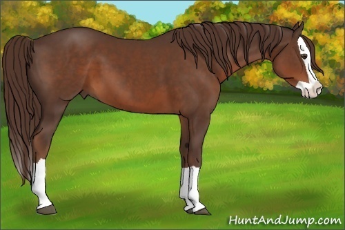 Horse Color:Liver Chestnut Splash 