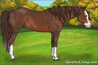 Horse Color:Liver Chestnut Splash 