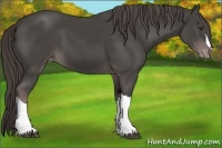 Horse Color:Platinum Liver Chestnut Varnish 
