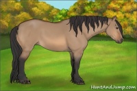 Horse Color:Bay Dun