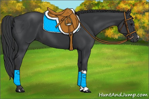 Horse Color:Black 