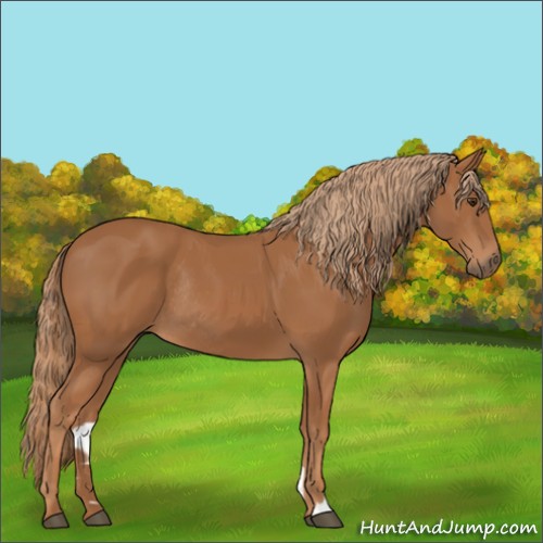 Horse Color:Chestnut Rabicano 