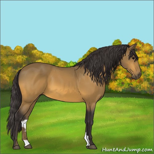 Horse Color:Buckskin 