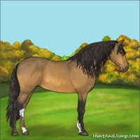 Horse Color:Buckskin 