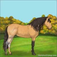 Horse Color:Buckskin 