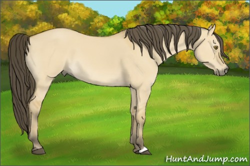 Horse Color:Buckskin Dun 
