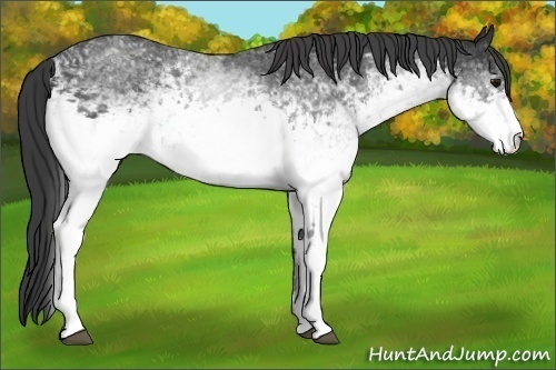 Horse Color:White Spotted Black Sabino Rabicano