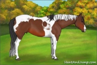 Horse Color:Bay Tobiano 