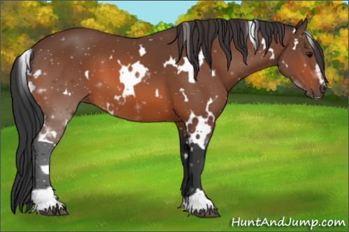 Horse Color:White Spotted Bay Sabino 