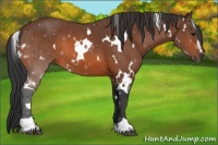 Horse Color:White Spotted Bay Sabino