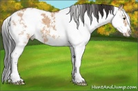 Horse Color:Bay Dun Sabino 
