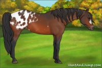 Horse Color:Bay Appaloosa 