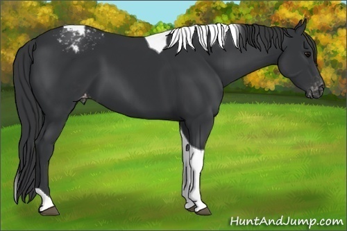Horse Color:Black Tobiano Appaloosa 