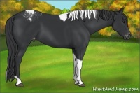 Horse Color:Black Tobiano Appaloosa 