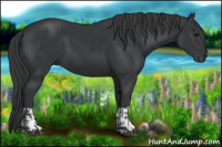Horse Color:Black  and Black 